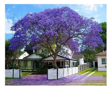 Kit 10 Unidades Jacarandá Mimoso Jacaranda Mimosifolia