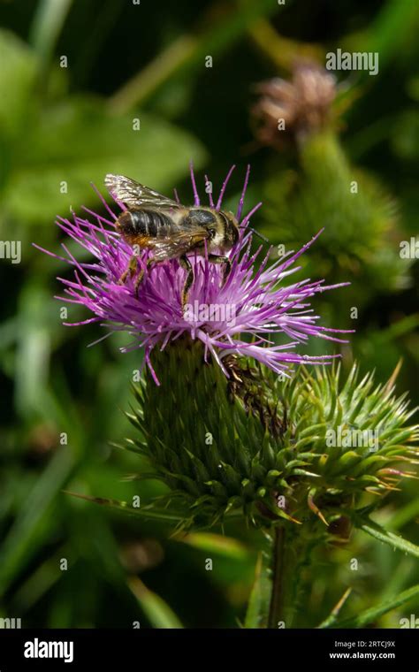 Bee Colecting Polen From A Greater Burdock Arctium Lappa Flower Closeup