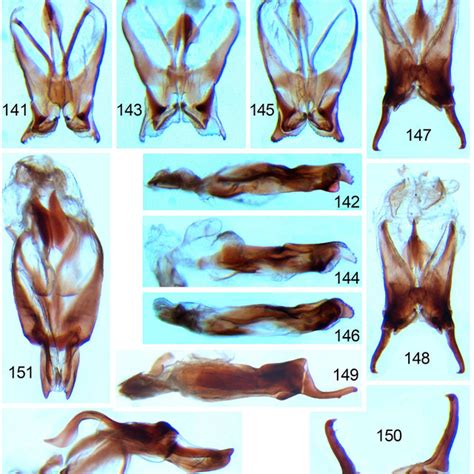 2 Trigonidiinae Male 141 142 Trigonidium Trigonidium