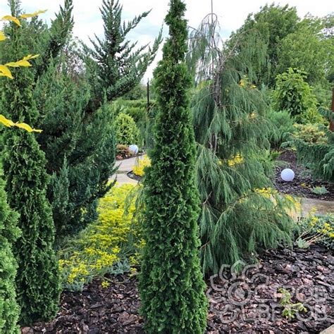Туя западная Дегрут Спайр - купить саженцы Thuja occidentalis DeGroot`s ...