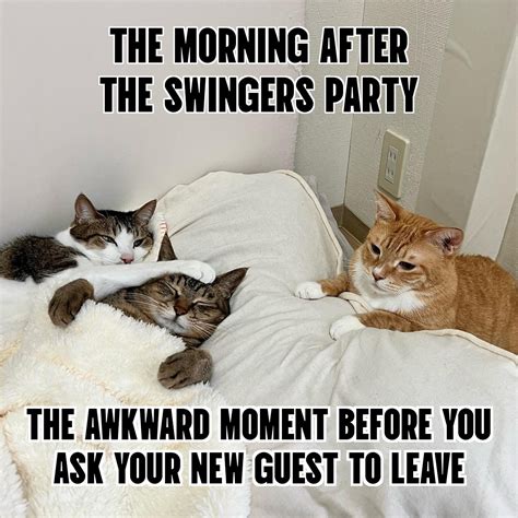 Funny Cat Couple With A Cat As A Third Wheel Top Funniest Animals Funny