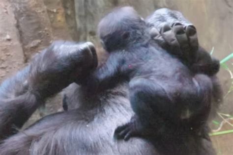 Baby gorilla Jameela bonds with new mama in adorable Cleveland zoo update!
