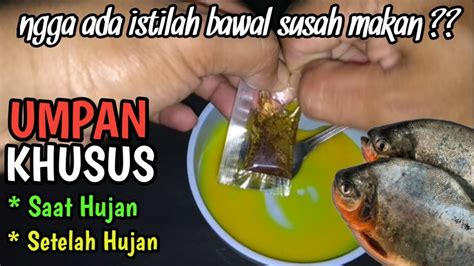 Umpan Mancing Bawal Paling Ampuh Kondisi Hujan Dan Setelah Hujan