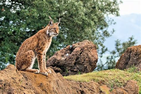 Animales De Los Bosques Del Mediterráneo Características