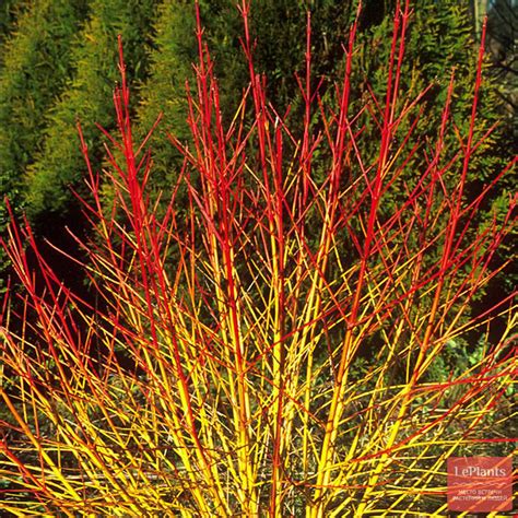 Дёрен кроваво-красный (Cornus sanguinea) — описание, выращивание, фото ...