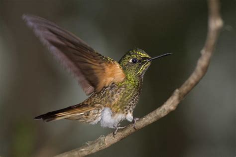 Buff Tailed Coronet Owen Deutsch Photography