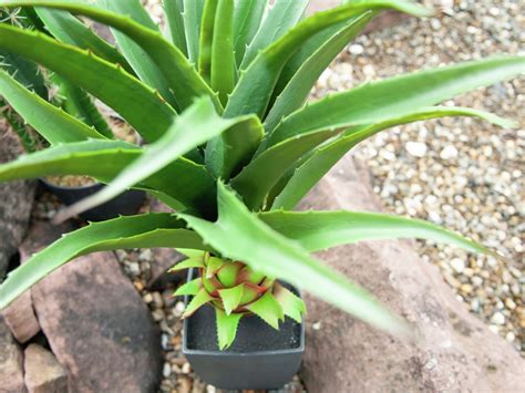 Agave En Pot Plante Artificielle 75 Cm Europalms