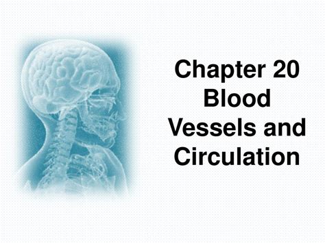 Chapter 20 Blood Vessels And Circulation Ppt Download