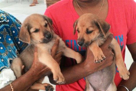 Rescued Pups For Adoption Spca Selangor