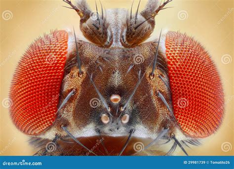 Drosophila Melanogaster Male Fruit Fly On A Green Leaf Stock