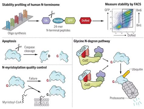 Science 系统性揭示蛋白降解n端规则 知乎