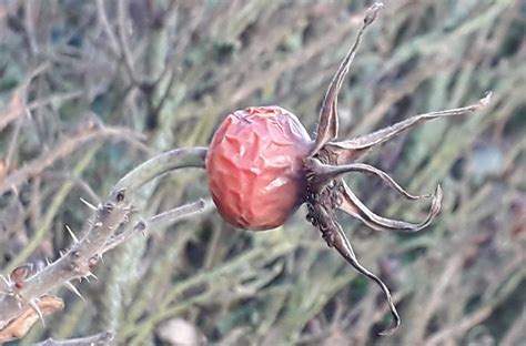 Hagebutte Einer Kartoffelrose Kartoffel Rose Rosa Rugosa Flickr