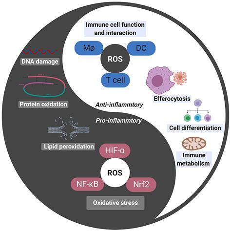 Frontiers Reactive Oxygen Species In Autoimmune Cells Function