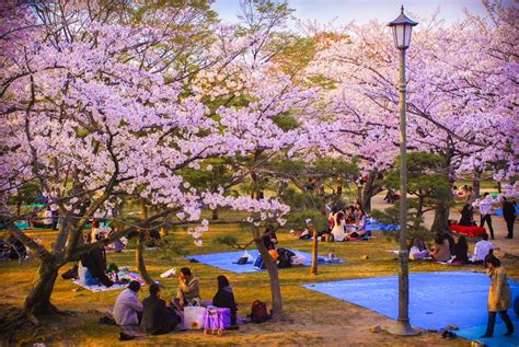 Things To Do In Seoul During Spring Seoulbox