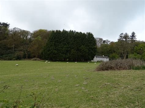 Sheep Grazing And Woodland Ffynnon © Jthomas Geograph Britain