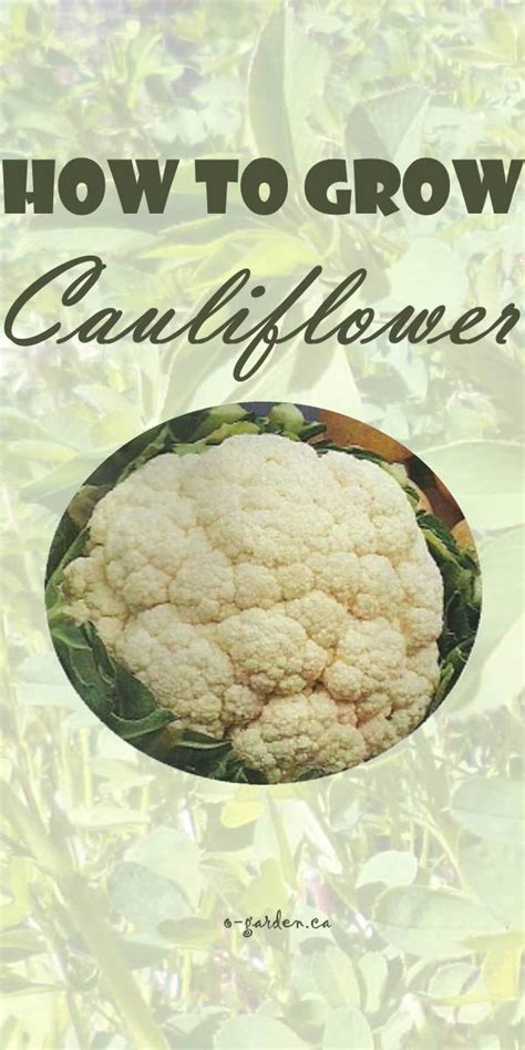 How To Grow Cauliflower Another Great Brassica For The Organic Garden