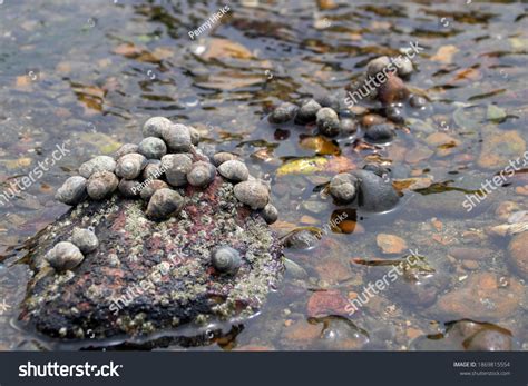 636 Periwinkle Snail Images, Stock Photos & Vectors | Shutterstock