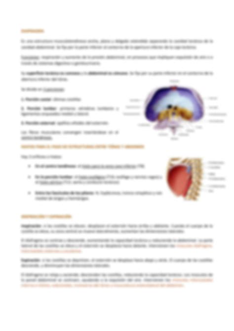 SOLUTION Anatomia Musculatura De La Pared Toracica Diafragma Studypool