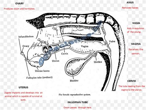 Female Cow Reproductive System