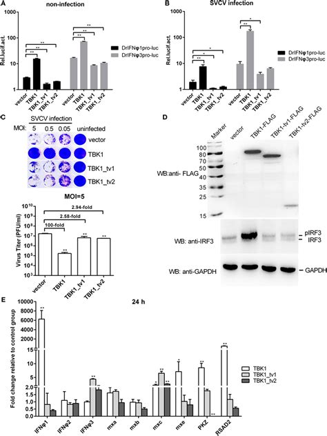 Frontiers Tank Binding Kinase 1 Tbk1 Isoforms Negatively Regulate Type I Interferon