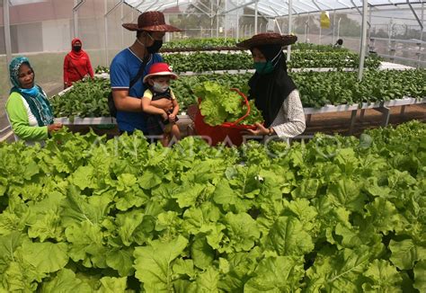 PELUANG PERTANIAN HIDROPONIK ANTARA Foto