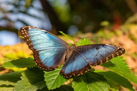 Cierre De La Mariposa De Morfo Azul De Peleidas Colgada En Una Hoja