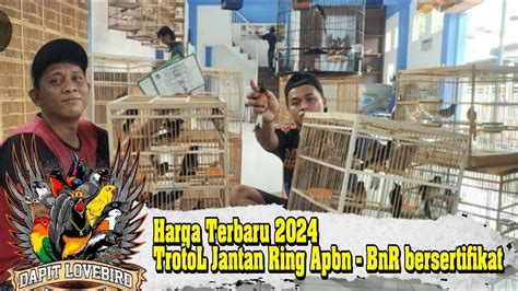 Harga Murai Batu Trotol Jantan Ring Apbn Bnr Bersertifikat