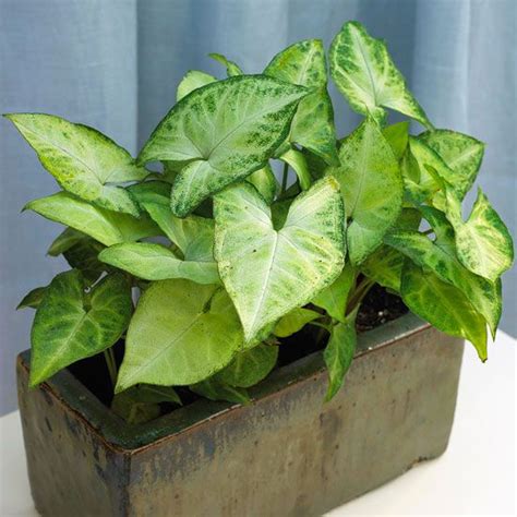 Pin Di Beautiful Houseplants