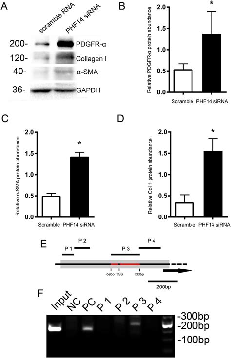 Phf Directly Represses The Transcription Of Pdgfr Nrk F Cells