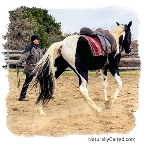 Lunging A Gaited Horse Naturally Gaited Horse