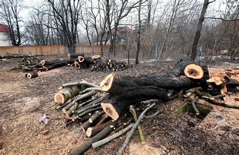 Rzeź drzew w całej Polsce Bezprecedensowa wycinka trwa Bryła