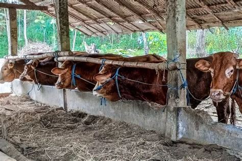 Ditengah Wabah PMK Pemkab KBB Pastikan Stok Hewan Qurban Aman Jelang