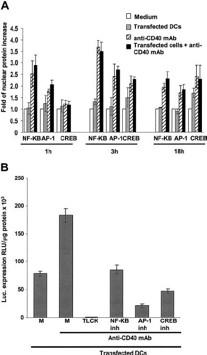 Signaling Mature DCs Through CD40 Induces Nuclear Translocation Of NF