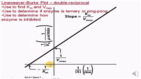 Lineweaver Burke Plot YouTube