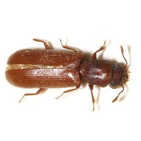 Lyctid Powderpost Beetle Identification And Info Magic Exterminating