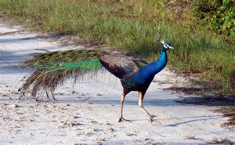 Pine Island Florida Pine Island Peacocks