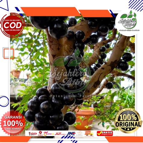 Jual Anggur Pohon Precco Brazil Shopee Indonesia