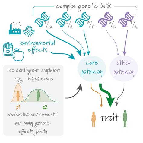 Amplification Is The Primary Mode Of Gene By Sex Interaction In Complex