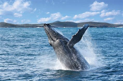 Croisi Re D Observation Des Baleines Et Excursion D Une Journ E Port