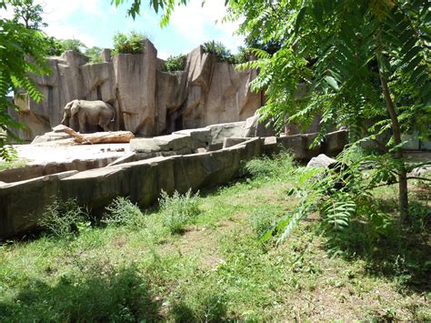 Warthog African Elephant Exhibits Zoochat