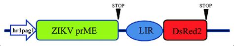 Schematic Illustration Of The Recombinant Baculovirus Transfer Vector Download Scientific