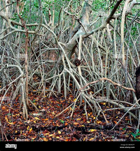 Swamp Red Mangrove Rhizophora Mangle Hi Res Stock Photography And