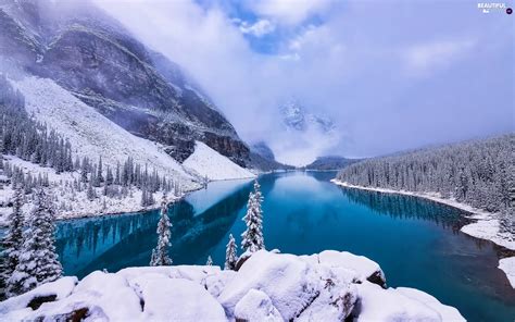 Snowy, Banff National Park, trees, woods, Fog, Canada, Province of ...