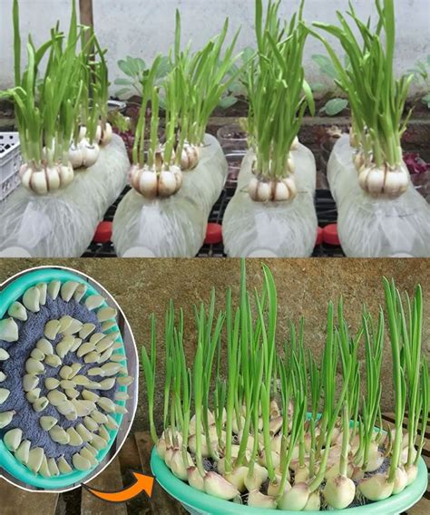 Easy Guide To Growing Garlic Hydroponically Step By Step Instructions