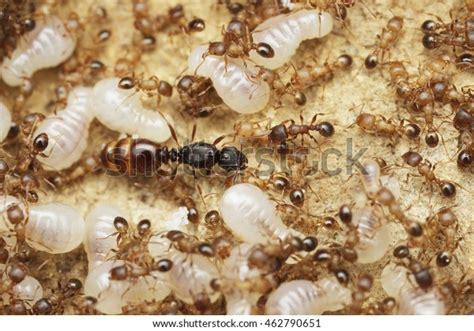 2,944 Queen Ant Stock Photos, Images & Photography | Shutterstock