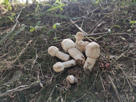 White Wild Common Button Mushroom Stock Photo Image Of Fresh Brown