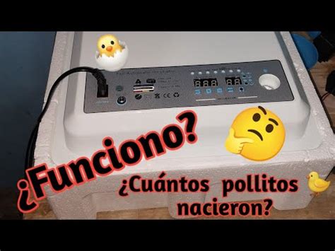 Incubadora Autom Tica Huevo P Youtube