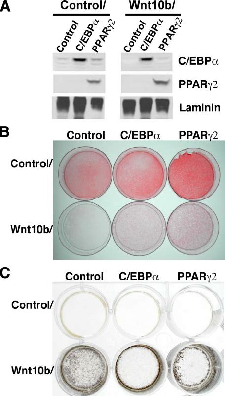 Suppression Of C Ebp Or Ppar Is Sufficient To Stimulate