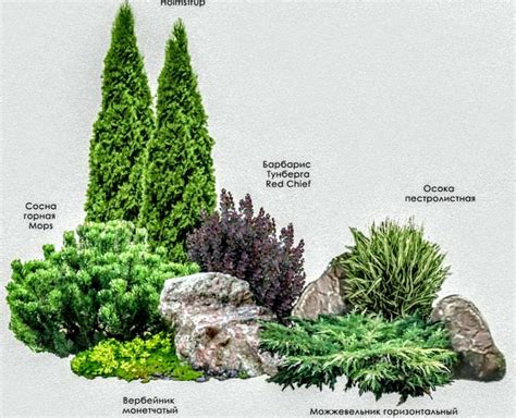 The Best Evergreen Trees For Privacy And Year Round Greenery Artofit