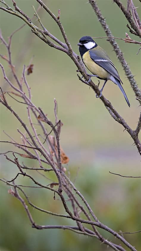 M Sange Charbonni Re Parus Major No L Huguet Flickr